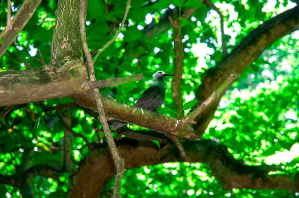 Noddy Noir Anous Minutus Reposant Sur Arbre Branches Dans Réserve — Photo