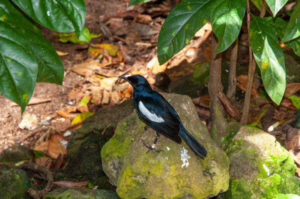 Seychelles Magpie Robin Copsychus Sechellarum Promenade Réserve Naturelle Seychelles — Photo