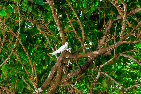 Белые Tern Тропические Белые Птицы Gygis Alba Отдыхают Над Веткой — стоковое фото