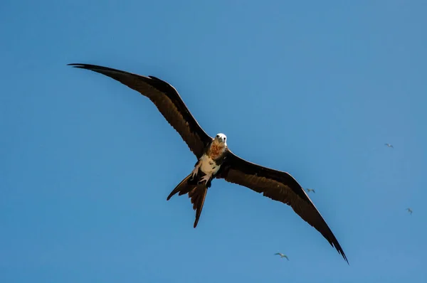 Great Fregatebirds Fregata Minor Létání Modré Čisté Obloze Nad Ostrovem — Stock fotografie
