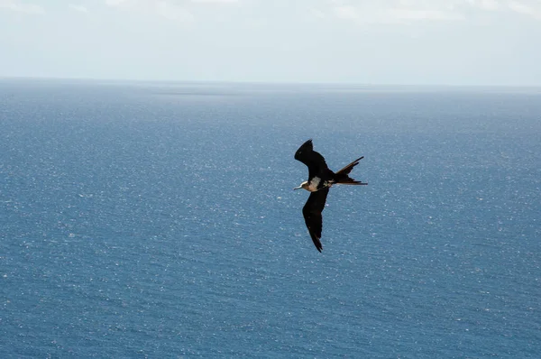 Great Fregatebirds Fregata Minor Létání Modré Čisté Obloze Nad Ostrovem — Stock fotografie