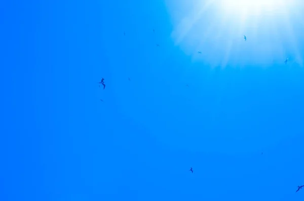Колония Больших Фригатных Птиц Fregata Minor Летающих Голубом Ясном Небе — стоковое фото