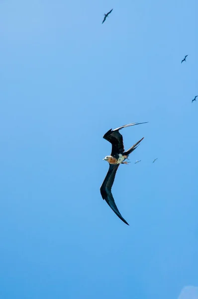 Great Fregatebirds Fregata Minor Létání Modré Čisté Obloze Nad Ostrovem — Stock fotografie