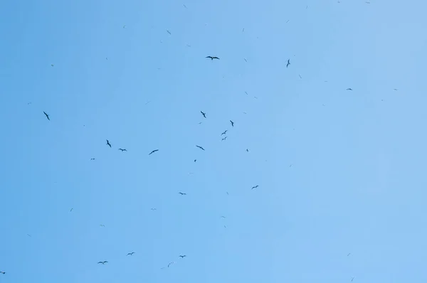 Колония Больших Фригатных Птиц Fregata Minor Летающих Голубом Ясном Небе — стоковое фото