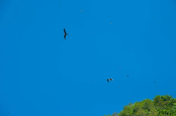 Colony Great Fregatebirds Fregata Minor Flying Blue Clear Sky Aride — Foto de Stock