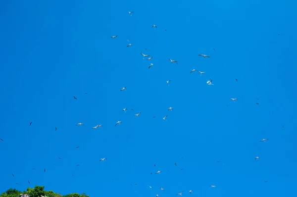 Colony Great Fregatebirds Fregata Minor Flying Blue Clear Sky Aride — Stock fotografie