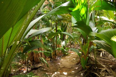 Praslin Adası 'ndaki Valle de Mai Doğa Koruma Parkı' ndaki Coco de Mer veya deniz hindistan cevizi (Lodoicea maldivica) palmiyeleri. Seyşeller