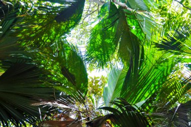 Praslin Adası 'ndaki Valle de Mai Doğa Koruma Parkı' ndaki Coco de Mer veya deniz hindistan cevizi (Lodoicea maldivica) palmiyeleri. Seyşeller