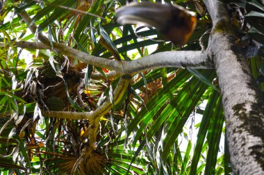Aşağıdan tropik ağaç manzarası. Thatch Screwpine (Pandanus tectorius)