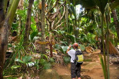 Hindistan cevizi palmiyesinin (Lodoicea maldivica) dev yapraklarına bakan adam ya da Praslin Adası 'ndaki Valle de Mai Doğa Koruma Parkı' ndaki Coco de Mer.