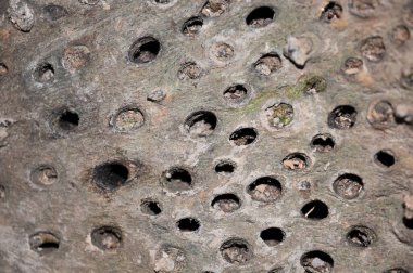 Palmiye ağacının içi pürüzlü. Tahta ağaç kütüğündeki delikler. Soyut arkaplan