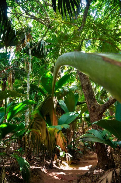 Floresta Palmeiras Coco Mer Coco Marinho Lodoicea Maldivica Parque Reserva — Fotografia de Stock