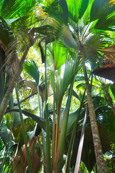 Palmový Les Coco Mer Nebo Mořský Kokos Lodoicea Maldivica Přírodním — Stock fotografie