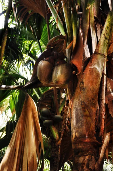 Detailní Záběr Obřího Ovoce Kokosových Plodů Palmě Přírodní Rezervaci Vallee — Stock fotografie