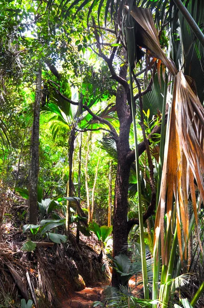 Floresta Palmeiras Coco Mer Coco Marinho Lodoicea Maldivica Parque Reserva — Fotografia de Stock