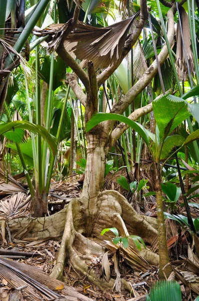 Kořeny Divoké Fíky Ficus Insipida Tropickém Lese — Stock fotografie