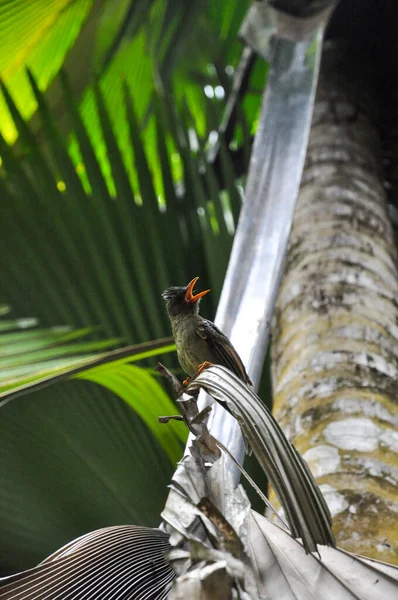 Oiseau Tropical Seychelles Bulbul Hypsipetes Crassirostris Dans Forêt Tropicale Endémique — Photo