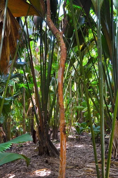 Floresta Palmeiras Coco Mer Coco Marinho Lodoicea Maldivica Parque Reserva — Fotografia de Stock