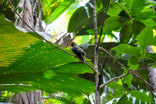 Тропическая Птица Seychelles Bulbul Hypsipetes Crassirostris Тропических Лесах Эндемик Сейшельских — стоковое фото