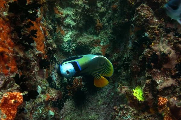 Emperor Angelfish Pomacanthus Imperator — Stock Photo, Image