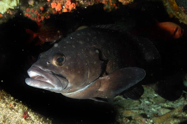 Tropical Grouper Epinephelus Polyphekadion Väntar Grotta Långfenad Tonfisk — Stockfoto