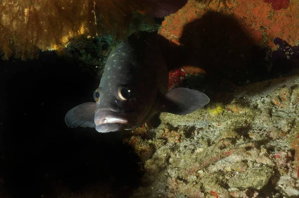 Tropical Grouper Epinephelus Polyphekadion Väntar Grotta Långfenad Tonfisk — Stockfoto