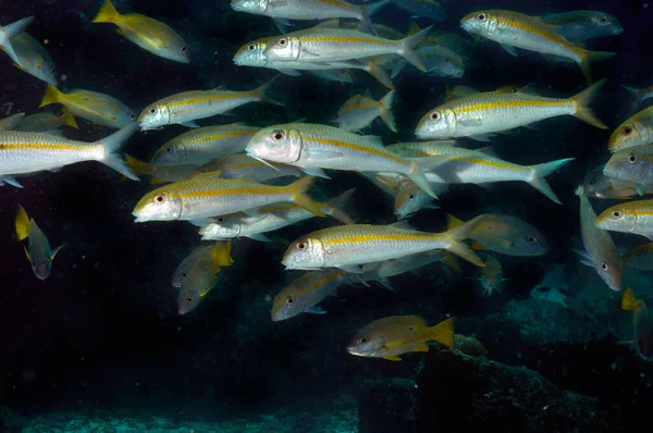 School Yellowstripe Goatfish Mulloidichthys Flavolineatusresearch Grade Tropisk Havsfisk Seychellerna — Stockfoto