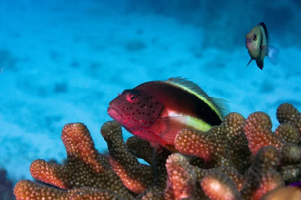 Freckled Hawkfish Paracirrhites Forsteri Fish Hard Coral Maldives — Stock Photo, Image