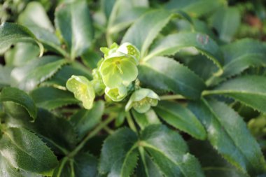 Yeşil Yunan Çiçekleri (Helleborus viridis)