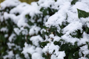 Sarmaşık bitkisi karla kaplı. Yakın plan, ön plana odaklan.