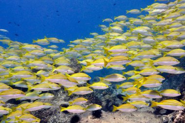   Tropik balık sürüsü Seyşeller Bengal Snapper (Lutjanus bengalensis)