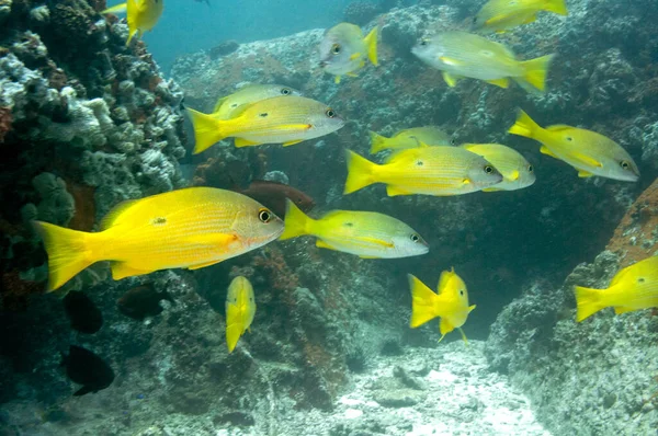 School Blackspot Snapper Lutjanus Fulviflamma Seychellerna — Stockfoto