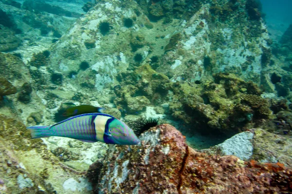 Underwater Sea Life Tropical Fish Pastel Ring Wrasse Hologymnosus Doliatus — Stock Photo, Image