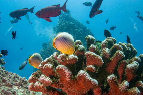 Taşlı bir mercan üzerinde tropik Hint Kelebeği (Chaetodon trifasciatus)