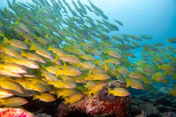 School Blackspot Snapper Lutjanus Fulviflamma Seychellerna — Stockfoto