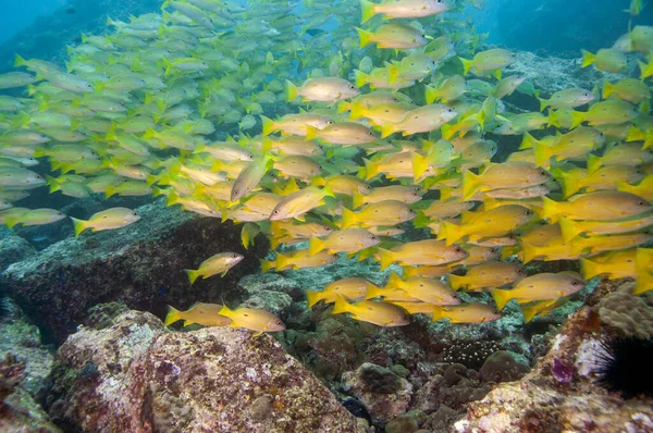 School Blackspot Snapper Lutjanus Fulviflamma Seychellerna — Stockfoto