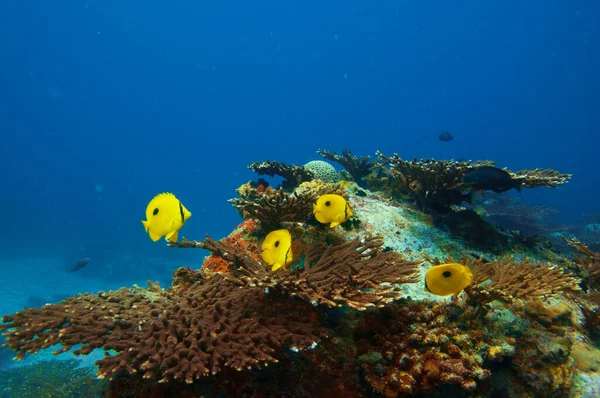 Tropikal balık Zanzibar Kelebek (Chaetodon zanzibarensis) taşlı mercan resifinde mavi suyla yüzüyor.