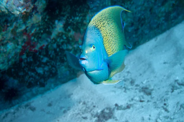 Підводне Морське Життя Портрет Напівкруглої Ангели Pomacanthus Semicirculatus — стокове фото