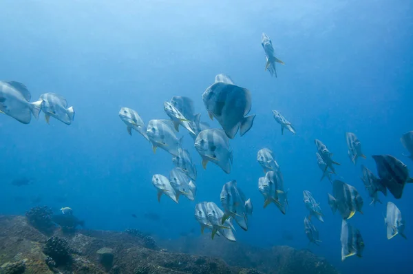 School Tropical Silver Fish Longfin Batfish Platax Teira Blue Water — Stock Photo, Image