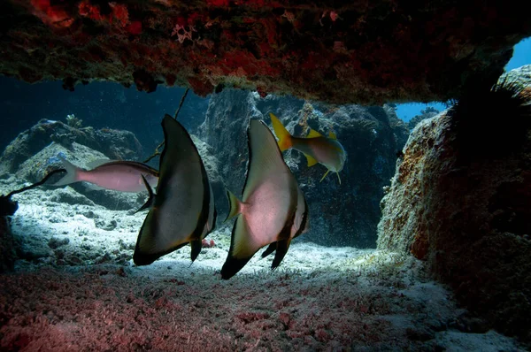 Gruppo Pesci Tropicali Argento Longfin Batfish Platax Teira Sotto Una — Foto Stock