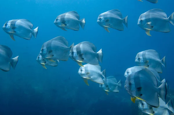 Scuola Pesci Tropicali Argento Longfin Batfish Platax Teira Nell Acqua — Foto Stock