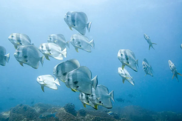 Scuola Pesci Tropicali Argento Longfin Batfish Platax Teira Nell Acqua — Foto Stock