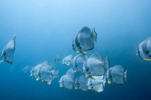 Scuola Pesci Tropicali Argento Longfin Batfish Platax Teira Nell Acqua — Foto Stock