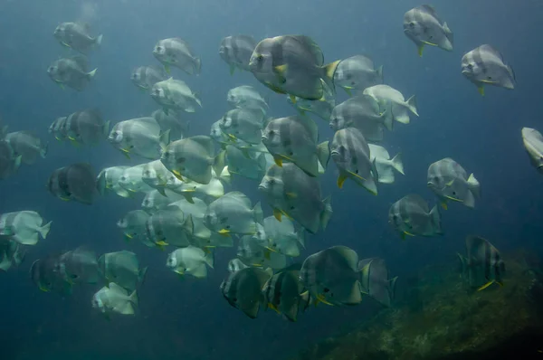 School Tropical Silver Fish Longfin Batfish Platax Teira Blue Water — Stock Photo, Image