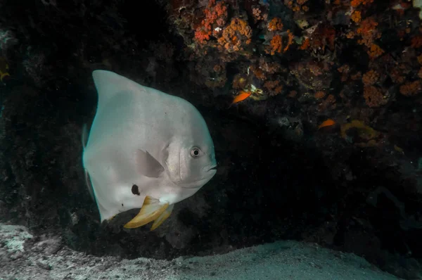 Pesci Tropicali Argento Longfin Batfish Platax Teira Sotto Una Barriera — Foto Stock