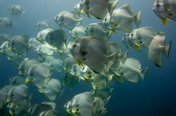 Scuola Pesci Tropicali Argento Longfin Batfish Platax Teira Nell Acqua — Foto Stock