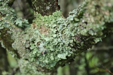 Çeşitli Rag Lichen 'in (Platismatia glauca) bir ağaç dalının üzerine yakın plan.
