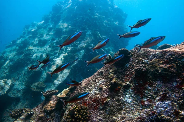 School of Neon Fusilier ( Pterocaesio tile ), swimming over rocky reef
