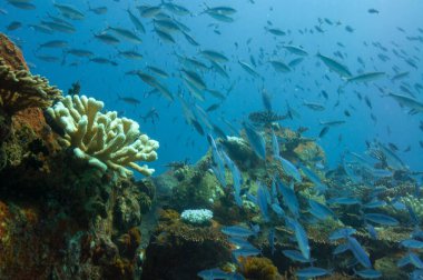 Doubleline Piyade Okulu (Pterocaesio digramma )