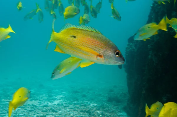 Undervattensliv School Blackspot Snapper Lutjanus Fulviflamma Seychellerna — Stockfoto